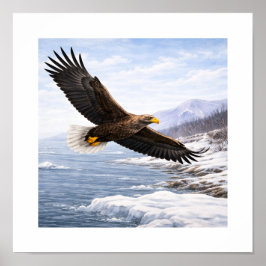 Zeearend (Haliaeetus albicilla) –  Poster