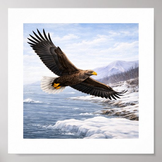 Zeearend (Haliaeetus albicilla) – Poster (Voorkant)