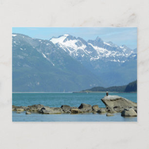 Zeearend in Skagway Alaska Briefkaart