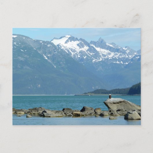 Zeearend in Skagway Alaska Briefkaart (Voorkant)