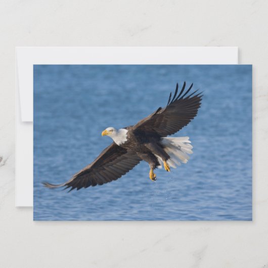 Zeearend in vlucht bedankkaart (Voorkant)