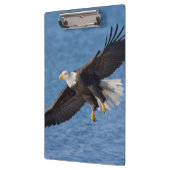 Zeearend in vlucht klembord (Links)