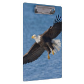 Zeearend in vlucht klembord (Rechts)