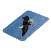 Zeearend in vlucht magneet (Linkerzijde)