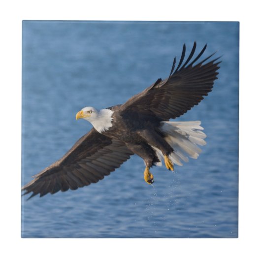Zeearend in vlucht tegeltje (Voorkant)