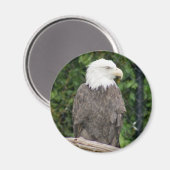 zeearend magneet (Voorkant / Achterkant)