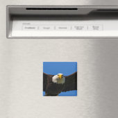 Zeearend vliegt dichtbij magneet (Insitu (Vaatwasser))
