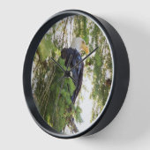 Zeearend zit in Douglasspar (Hoek)