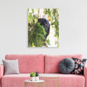 Zeearend zit in Douglasspar Canvas Afdruk (Insitu (Woonkamer))