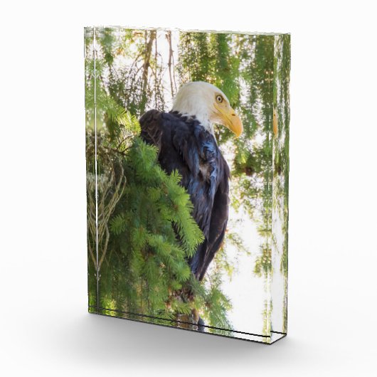 Zeearend zit in Douglasspar Fotoblokken (Rechts)