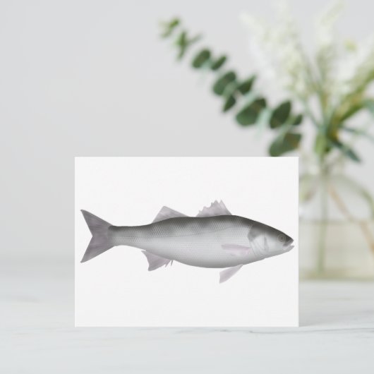 zeebaars briefkaart (Staand voorkant)