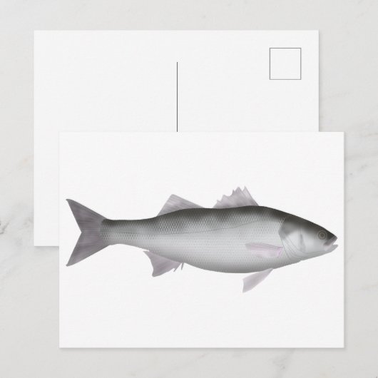 zeebaars briefkaart (Voorkant / Achterkant)