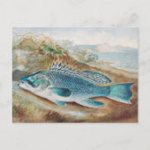 Zeebaars door S.A. Kilbourne, Oude vis Briefkaart (Voorkant)