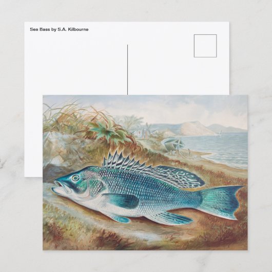 Zeebaars door S.A. Kilbourne, Oude vis Briefkaart (Voorkant / Achterkant)