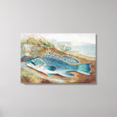 Zeebaars door S.A. Kilbourne, Oude vis Canvas Afdruk (Voorkant)