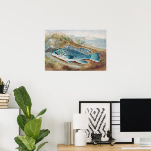 Zeebaars door S.A. Kilbourne, Oude vis Poster