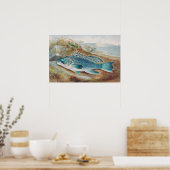 Zeebaars door S.A. Kilbourne, Oude vis Poster (Keuken)