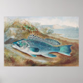 Zeebaars door S.A. Kilbourne, Oude vis Poster (Voorkant)