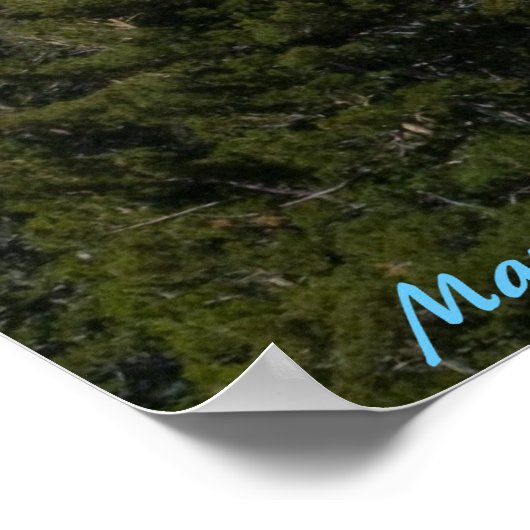 Zeebekken van zoogdieren, CA Poster (Hoek)