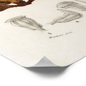 Zeeden (Pinus maritima) Poster (Hoek)