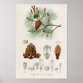 Zeeden (Pinus maritima) Poster (Voorkant)