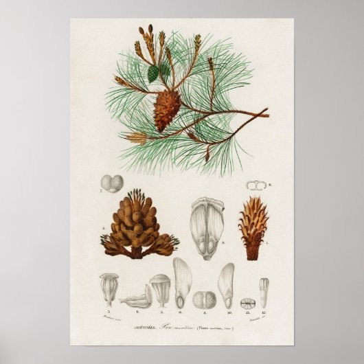 Zeedense (Pinus maritima) Poster (Voorkant)