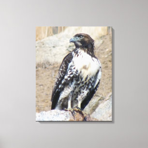 Zeedoek van de soort Majestic, met een rode staart Canvas Afdruk