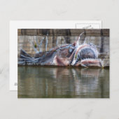 Zeeduivel Briefkaart (Voorkant / Achterkant)