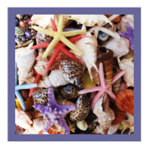 Zeeduivel, kleurrijke schelp