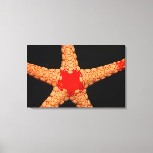 Zeeduivel met rode mazen (Fromia monilis), Malediv Canvas Afdruk