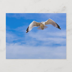 Zeeëend die hoog vliegt tegen een blauwe lucht briefkaart