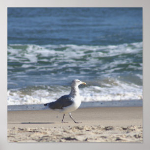 Zeeëend op de Strand Poster