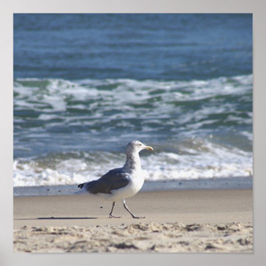 Zeeëend op de Strand Poster (Voorkant)