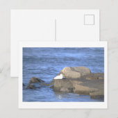 Zeeëend op een Rots Ansichtkaart Briefkaart (Voorkant / Achterkant)