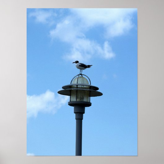 Zeeëend op Licht Poster (Voorkant)