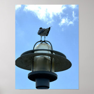 Zeeëend op Licht Poster