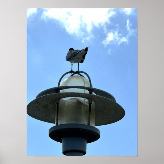 Zeeëend op Licht Poster (Voorkant)