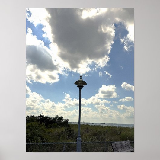 Zeeëend op Licht Poster (Voorkant)