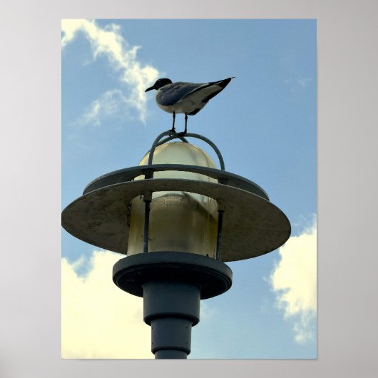 Zeeëend op Licht Poster (Voorkant)