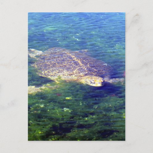 zeeen galapagos briefkaart (Voorkant)