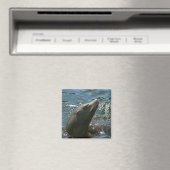 Zeeen leeuwenmagneten magneet (Insitu (Vaatwasser))