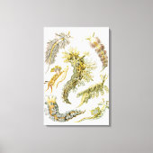 Zeeen naaktslakken van Ernst Haeckel,  Nudibranchi Canvas Afdruk (Voorkant)