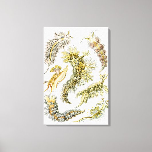 Zeeen naaktslakken van Ernst Haeckel,  Nudibranchi Canvas Afdruk (Voorkant)