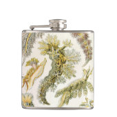 Zeeen naaktslakken van Ernst Haeckel,  Nudibranchi Heupfles