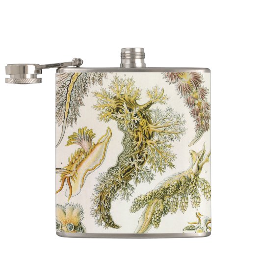 Zeeen naaktslakken van Ernst Haeckel,  Nudibranchi Heupfles