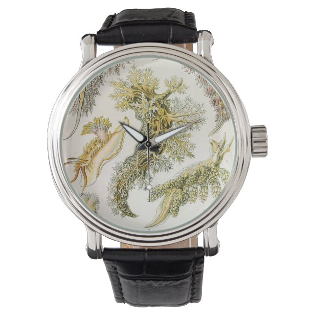 Zeeen naaktslakken van Ernst Haeckel,  Nudibranchi Horloge (Voorkant)