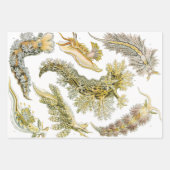 Zeeen naaktslakken van Ernst Haeckel,  Nudibranchi Inpakpapier Vel (Voorkant)