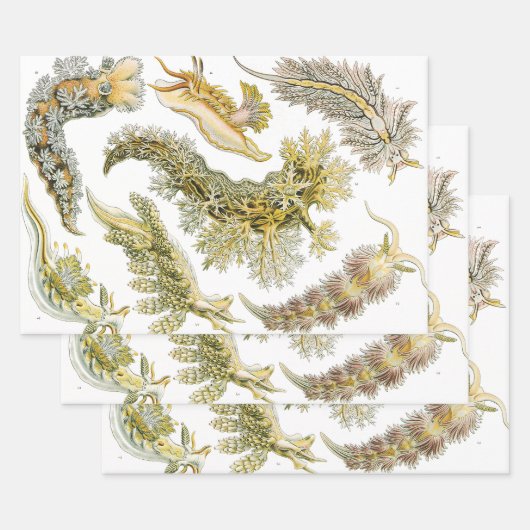 Zeeen naaktslakken van Ernst Haeckel,  Nudibranchi Inpakpapier Vel (Set)