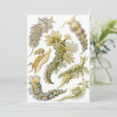 Zeeen naaktslakken van Ernst Haeckel, Nudibranchi Kaart (Staand voorkant)