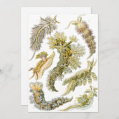 Zeeen naaktslakken van Ernst Haeckel, Nudibranchi Kaart (Voorkant / Achterkant)